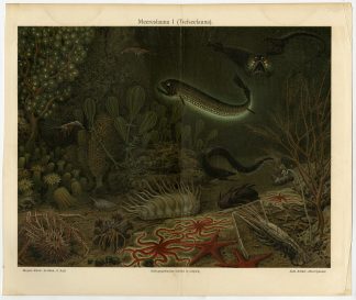 Antique Print-SEA-CORAL-MORAY-STARFISH-ROG-Meyers-1895