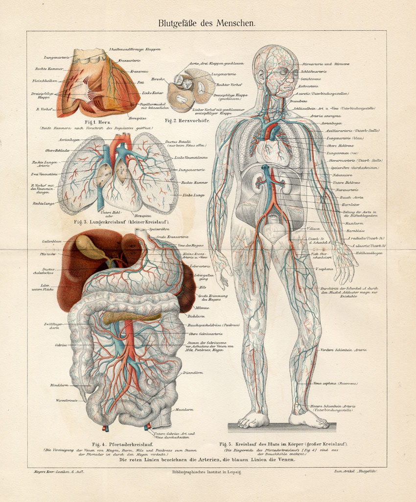 , Antique Print-CIRCULATORY SYSTEM-BLOOD-Meyers-1895, Pictura Antique Prints