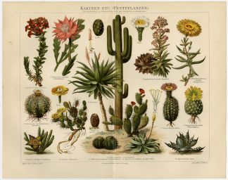 Antique Print-PLANTS-CACTUSSES-KAKTEEN-Meyers-1895