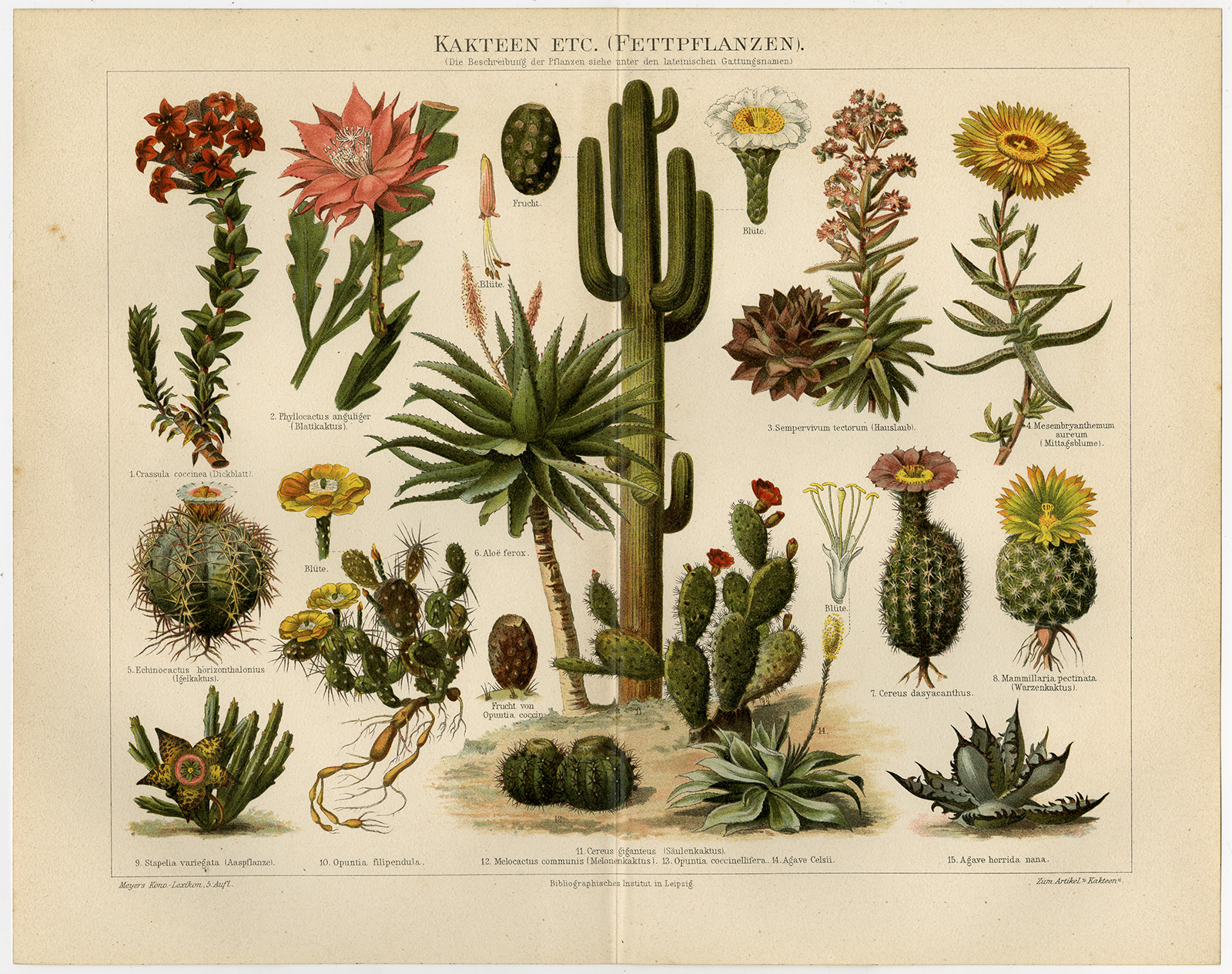 , Antique Print-PLANTS-CACTUSSES-KAKTEEN-Meyers-1895, Pictura Antique Prints