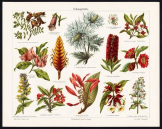 Antique Print-TROPICAL FLOWER-FLORA-AECHMEA-Meyers-1895