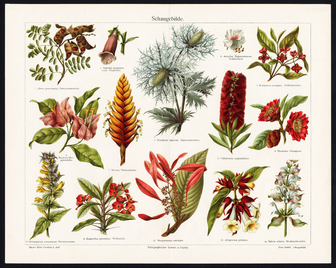 , Antique Print-TROPICAL FLOWER-FLORA-AECHMEA-Meyers-1895, Pictura Antique Prints