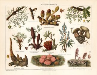 Antique Print-FUNGI-PARASITE-HYPOCIST-PLANT-Meyers-1895