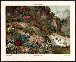 Antique Print-ALPINE-PLANT-EDELWEISS-PINE-Meyers-1895