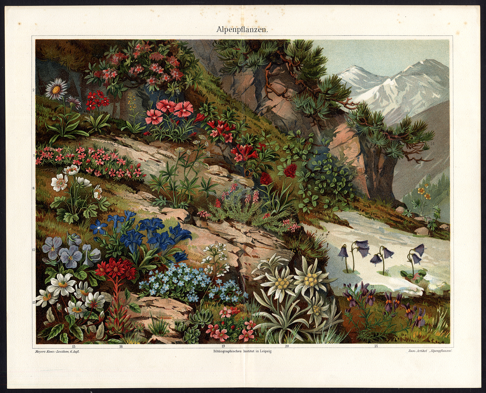 , Antique Print-ALPINE-PLANT-EDELWEISS-PINE-Meyers-1895, Pictura Antique Prints