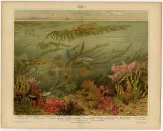 Antique Print-ALGAE-PLANT-CORAL-SEA-SHARK-SEAWEED-Meyers-1893