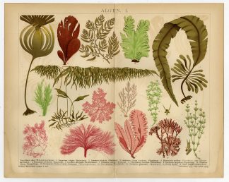 Antique Print-ALGAE-PLANT-CORAL-SEA-SEAWEED-Plate I-Brockhaus-1893