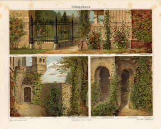 Antique Print-CLIMBER PLANT-ROSE-PASSIFLORA-Meyers-1895