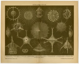 Antique Print-RADIOLARIAN-PLANT-SEA-Brockhaus-1895