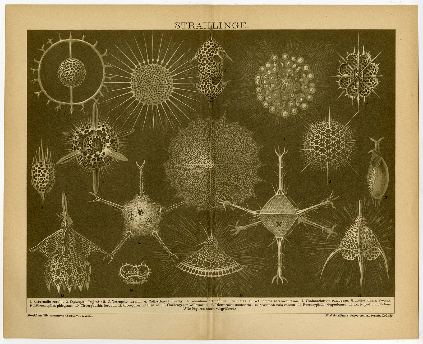 , Antique Print-RADIOLARIAN-PLANT-SEA-Brockhaus-1895, Pictura Antique Prints