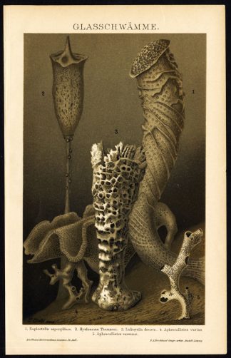 Antique Print-GLASS SPONGE-HEXACTINELLID-Brockhaus-1894