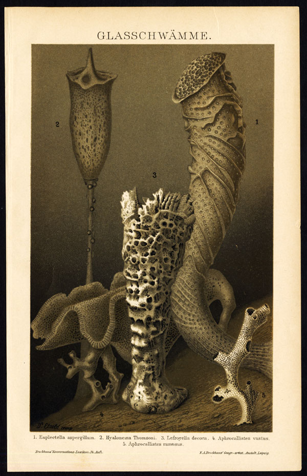 Bb04522 2 416x644 Antique Print-GLASS SPONGE-HEXACTINELLID-Brockhaus-1894