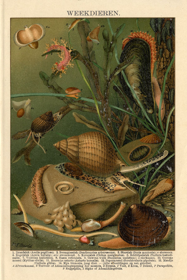 Bb04525 416x625 Antique Print-MOLLUSKS-SEA SNAIL-MUSSEL-Brockhaus-1894