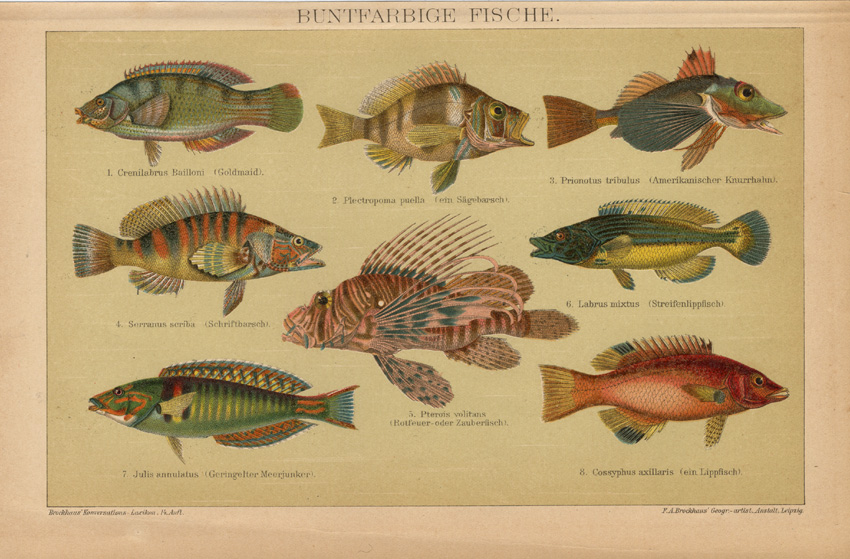 , Antique Print-RED LIONFISH-GURNARD-FISH-Brockhaus-1894, Pictura Antique Prints