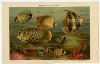 Antique Print-BUTTERFLY FISH-ANGELFISH-Meyers-1895