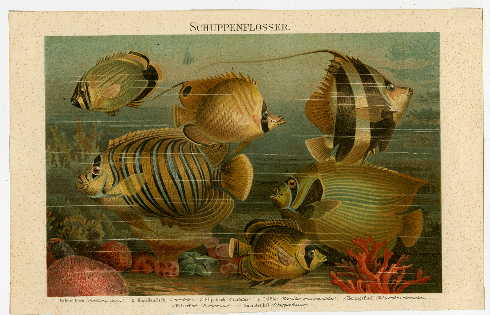 , Antique Print-BUTTERFLY FISH-ANGELFISH-Meyers-1895, Pictura Antique Prints