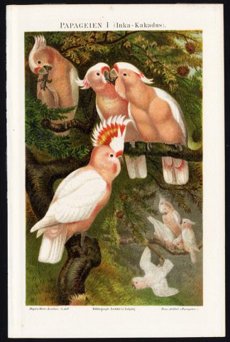 Antique Print-MAJOR MITCHELL'S COCKATOO-Meyers-1895