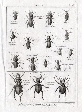 Antique Print-MANTICORA-SCARITE-BEETLE-Panckoucke-1797