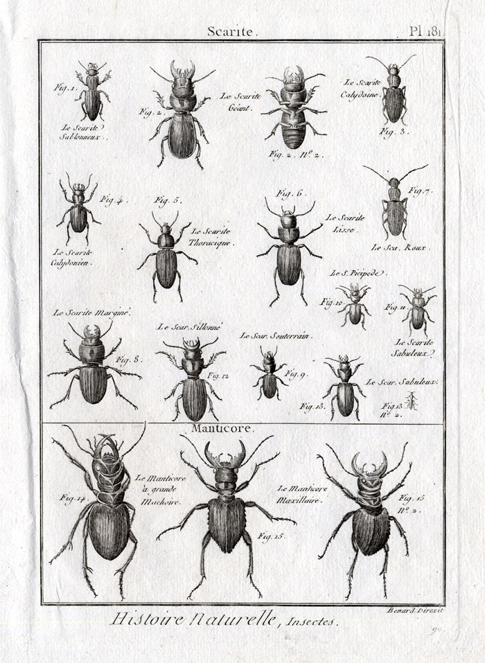 , Antique Print-MANTICORA-SCARITE-BEETLE-Panckoucke-1797, Pictura Antique Prints