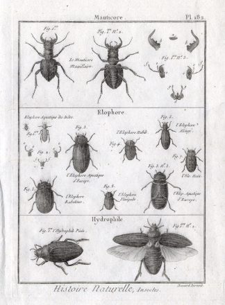 Antique Print-SCAVENGER-TIGER-WATER-BEETLE-Pl. 182-Panckoucke-1797