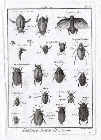Antique Print-DYTISCIDAE-DIVING BEETLES-Pl. 184-Panckoucke-1797