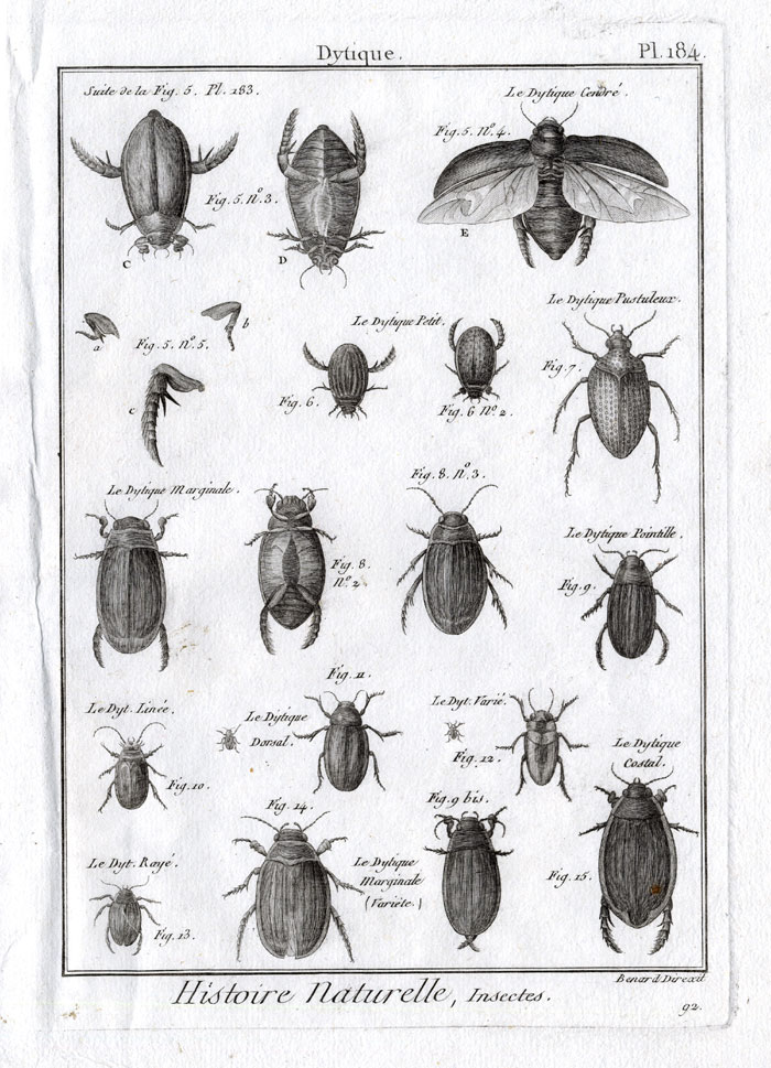 , Antique Print-DYTISCIDAE-DIVING BEETLES-Pl. 184-Panckoucke-1797, Pictura Antique Prints