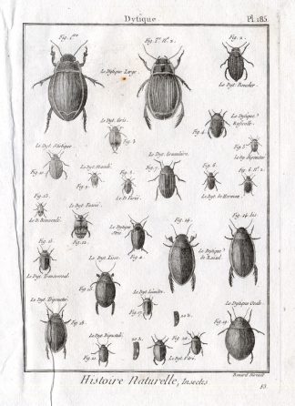 Antique Print-DYTISCIDAE-DIVING BEETLES-Pl. 185-Panckoucke-1797