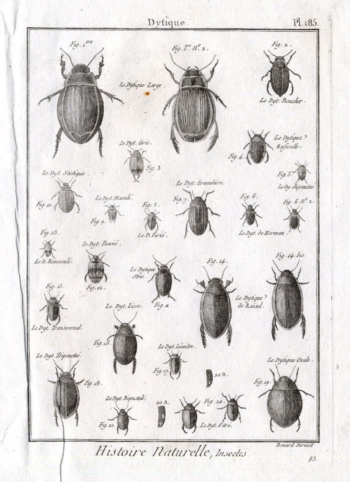 , Antique Print-DYTISCIDAE-DIVING BEETLES-Pl. 185-Panckoucke-1797, Pictura Antique Prints