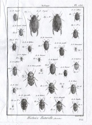 Antique Print-DYTISCIDAE-DIVING BEETLES-Panckoucke-1797