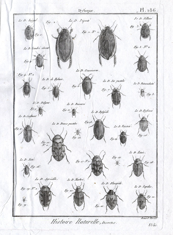 , Antique Print-DYTISCIDAE-DIVING BEETLES-Panckoucke-1797, Pictura Antique Prints