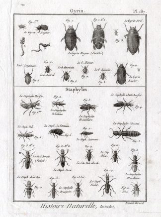 Antique Print-WHIRLING-ROVE-BEETLES-Panckoucke-1797