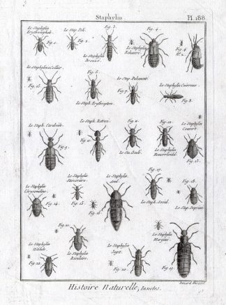 Antique Print-ROVE BEETLES-Pl. 188-Panckoucke-1797