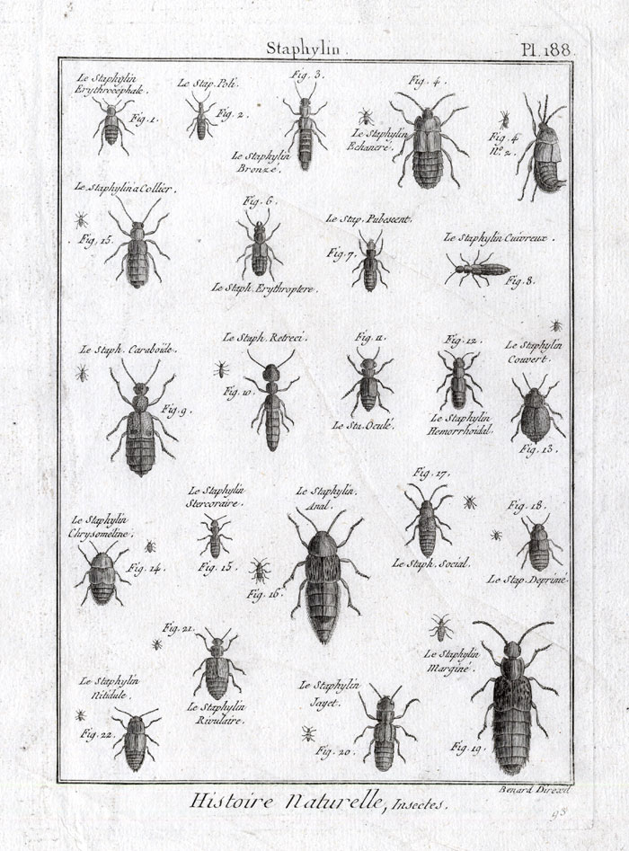 , Antique Print-ROVE BEETLES-Pl. 188-Panckoucke-1797, Pictura Antique Prints