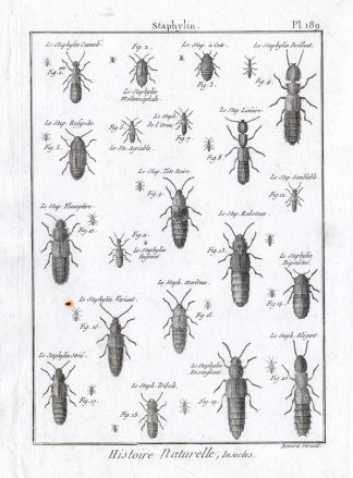 Antique Print-ROVE BEETLES-Panckoucke-1797