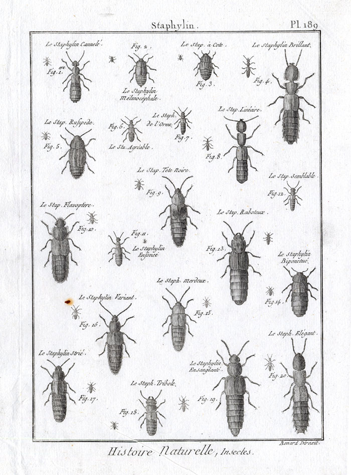 , Antique Print-ROVE BEETLES-Panckoucke-1797, Pictura Antique Prints