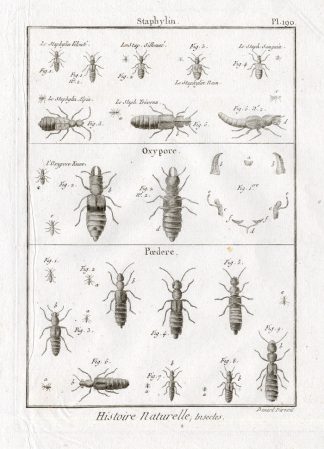 Antique Print-STAPHYLINES-BEETLE-Panckoucke-1797