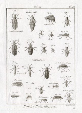Antique Print-BLISTER-SOLDIER-BEETLES-Panckoucke-1797