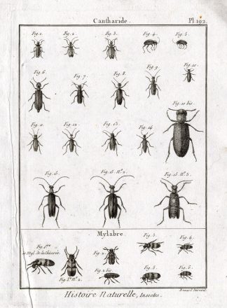 Antique Print-SOLDIER-OIL-BEETLES-Panckoucke-1797