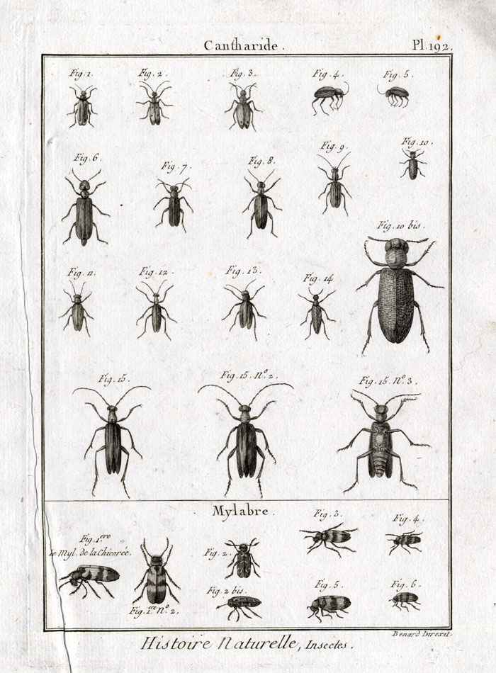 , Antique Print-SOLDIER-OIL-BEETLES-Panckoucke-1797, Pictura Antique Prints