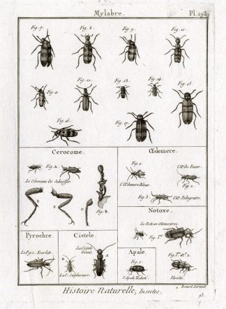 Antique Print-OIL-CARDINAL BEETLES-Panckoucke-1797