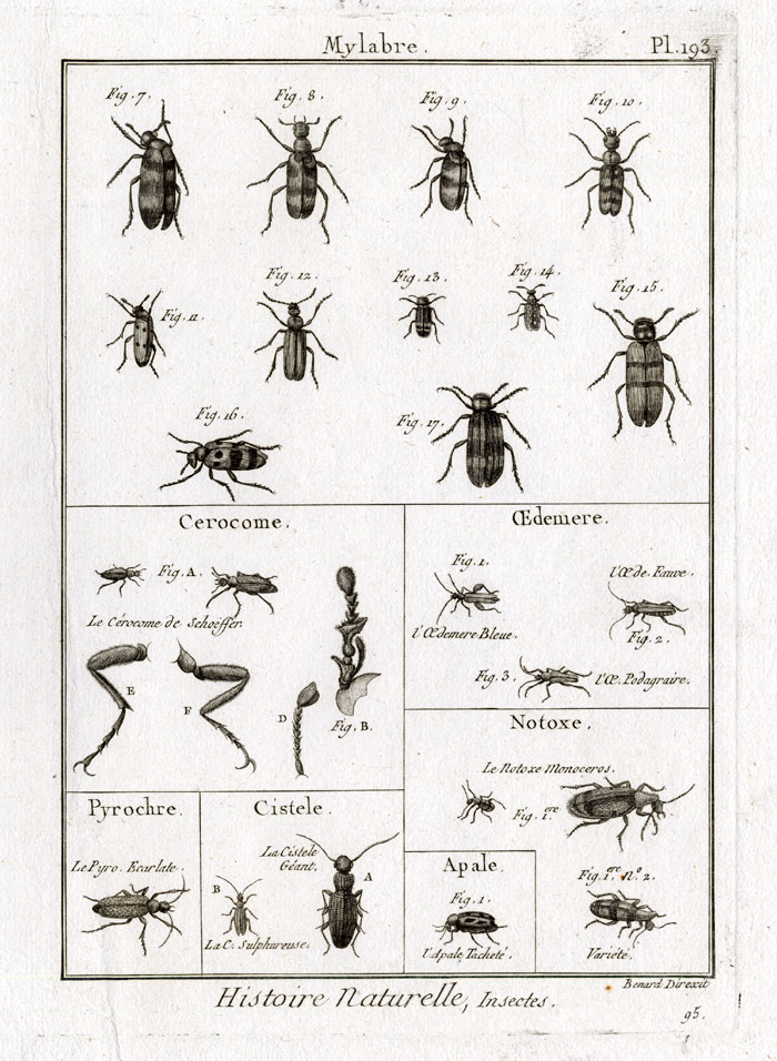 , Antique Print-OIL-CARDINAL BEETLES-Panckoucke-1797, Pictura Antique Prints