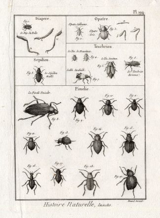 Antique Print-DARKLING-FUNGUS BEETLES-Panckoucke-1797