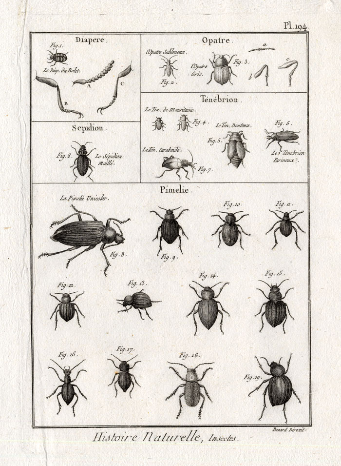 , Antique Print-DARKLING-FUNGUS BEETLES-Panckoucke-1797, Pictura Antique Prints