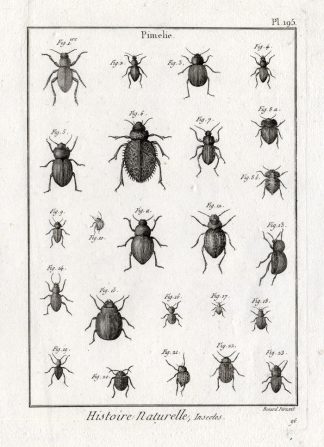 Antique Print-POLYPORE FUNGUS BEETLES-Panckoucke-1797
