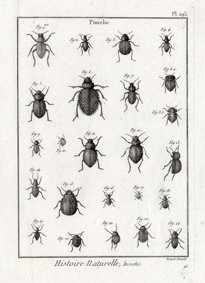 , Antique Print-POLYPORE FUNGUS BEETLES-Panckoucke-1797, Pictura Antique Prints