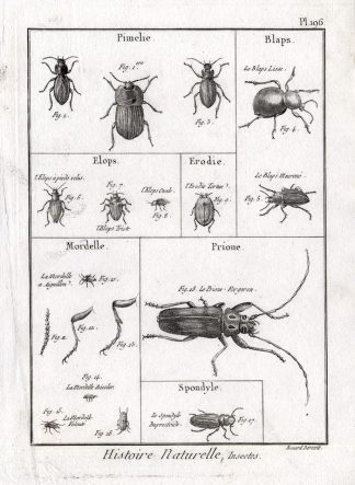 Antique Print-DARKLING-HORNED-BEETLE-Panckoucke-1797