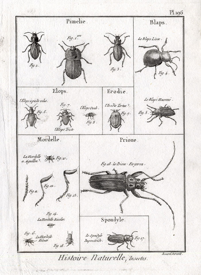 , Antique Print-DARKLING-HORNED-BEETLE-Panckoucke-1797, Pictura Antique Prints