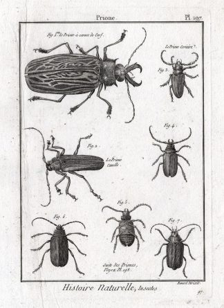 Antique Print-LONG HORNED BEETLES-PRIONINAE-Pl. 197-Panckoucke-1797