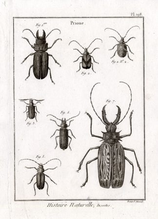 Antique Print-LONG HORNED BEETLES-SPECIES-Pl. 198-Panckoucke-1798