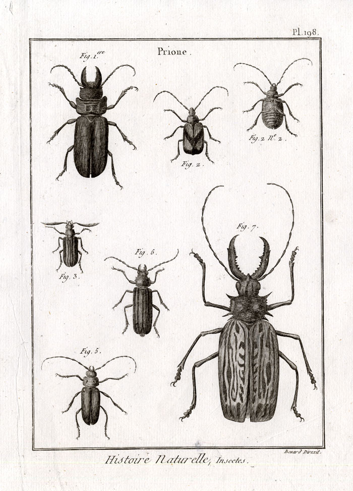 , Antique Print-LONG HORNED BEETLES-SPECIES-Pl. 198-Panckoucke-1798, Pictura Antique Prints